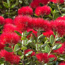 Waireka Pohutukawa Honey, 500g