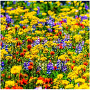 BREZZO Alpine Meadow Honey, Italy, 500g