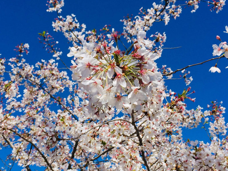 Cherry Blossom Honey 500g, Italy