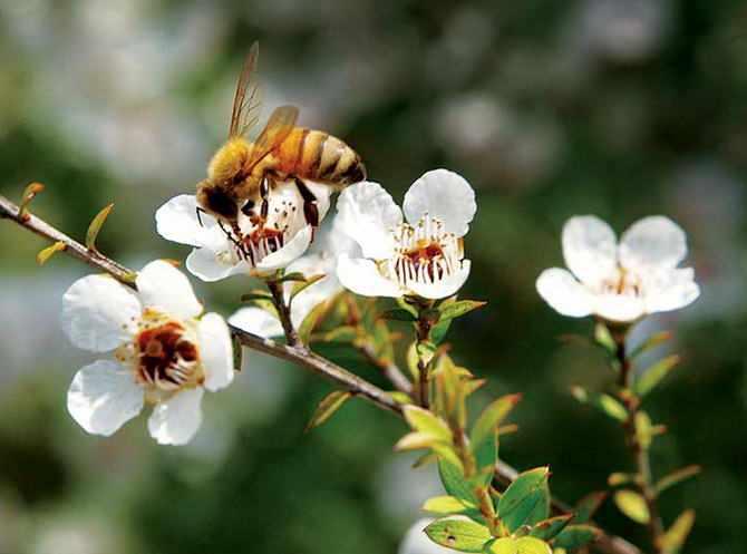 Manuka Honey - Natural Antibiotic