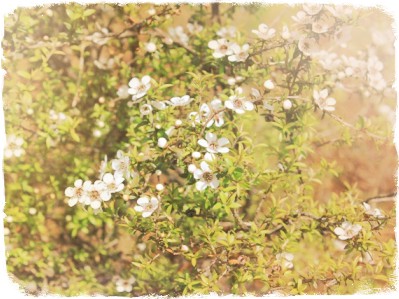 Unique Manuka Honey or Tea Tree Honey - Natural Antibiotic