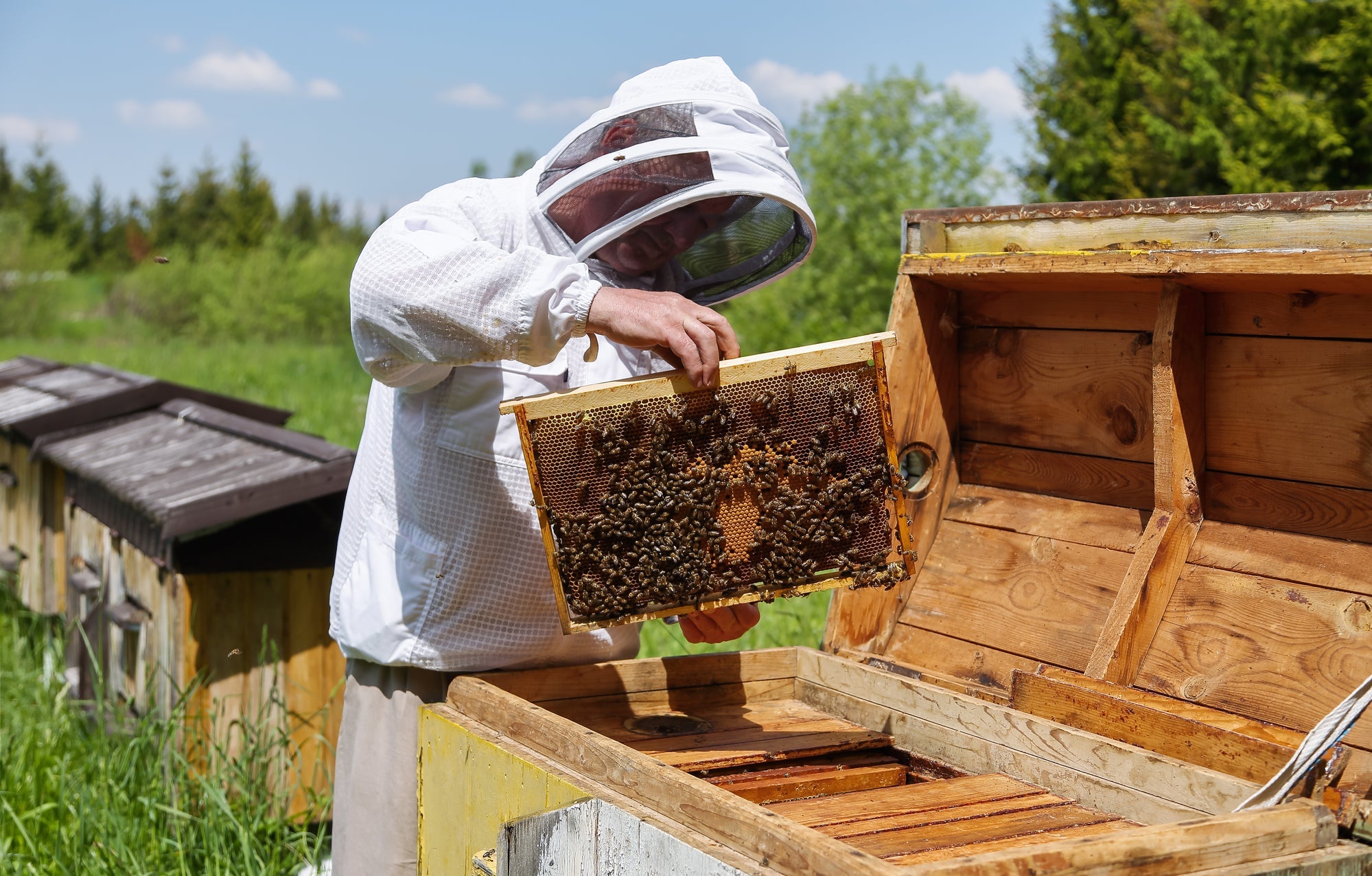 Propolis Products in Canada – Natural Bee Propolis Collection