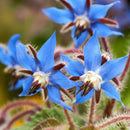 ARATAKI Blue Borage Honey, 500g, New Zealand