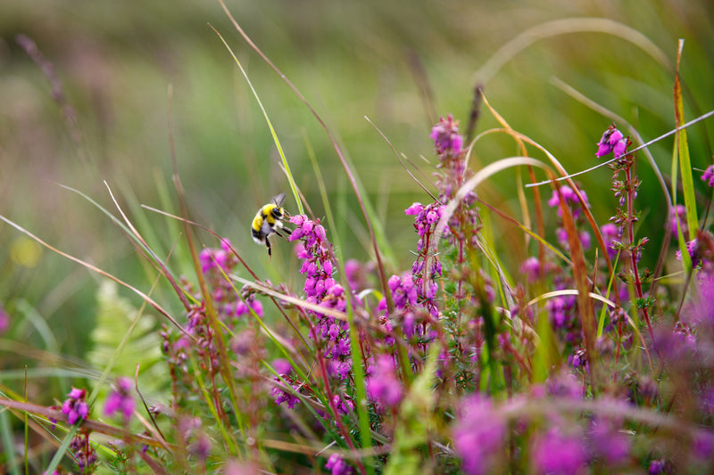 Lavender Honey, France