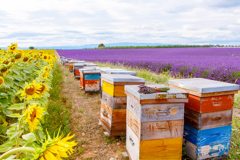 Lavender Honey, France