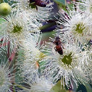 Jarrah Honey TA55+, Organic Certified