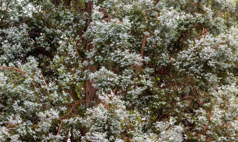 Tasmanian Eucalyptus Honey 400g