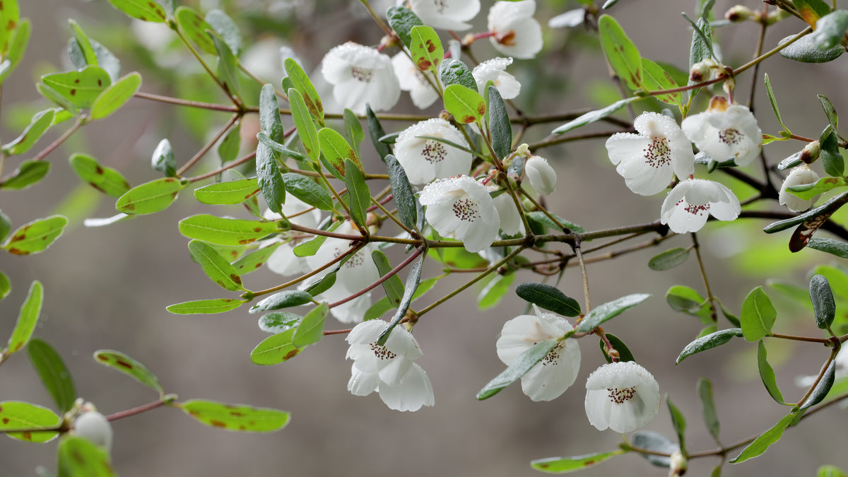 leatherwoodhoney-flower-