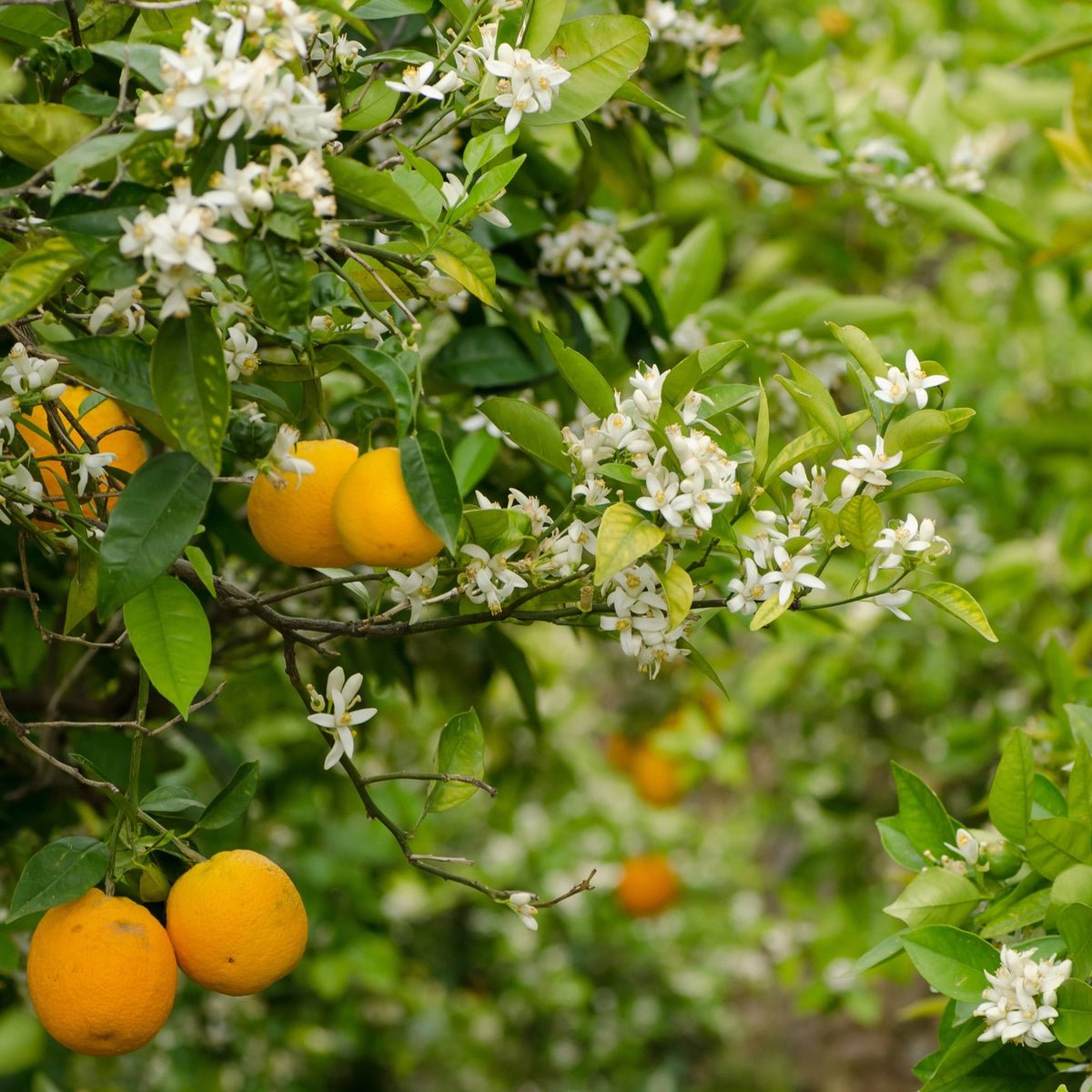 邦楽 HONEY orange-tree-blossom-honey-