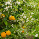 Orange Blossom Honey, Spain