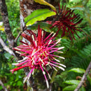ARATAKI Rewarewa Honey, 500g, New Zealand