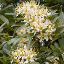 CAMMELLS Tawari Honey