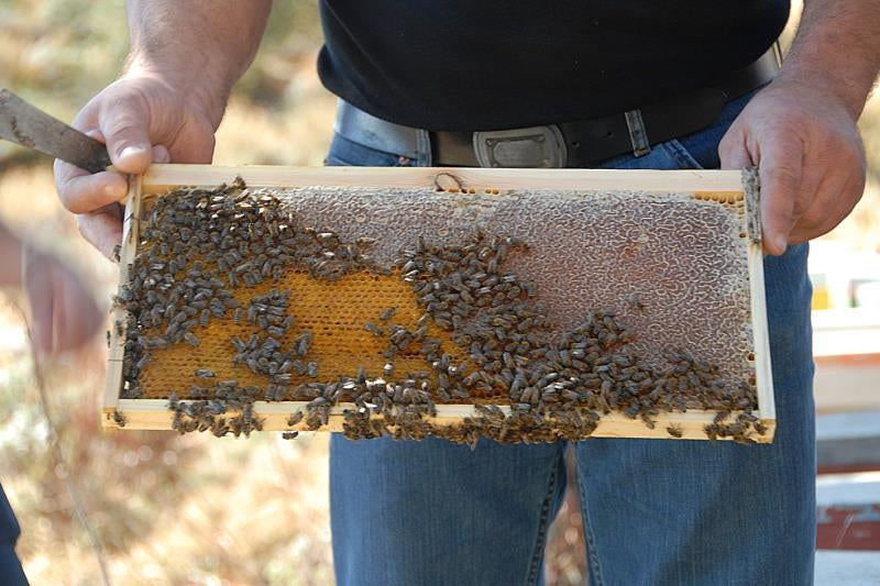 AORITIKO Cretan Wild Thyme Honey 500g, Greece
