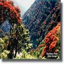 Airborne Rata Honey - Manuka Canada, Honey World Store