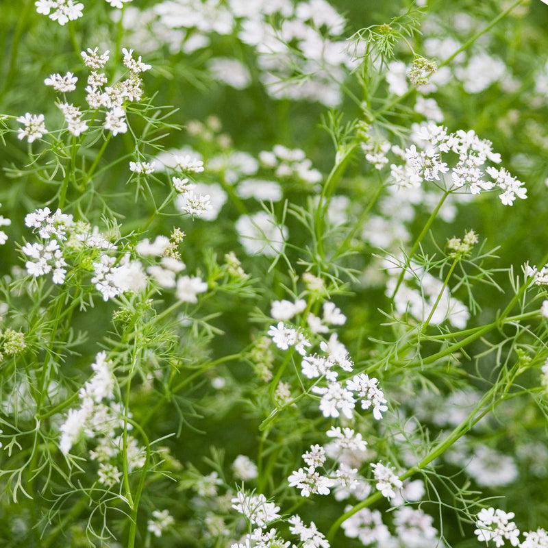 Coriander Honey 500g, Italy