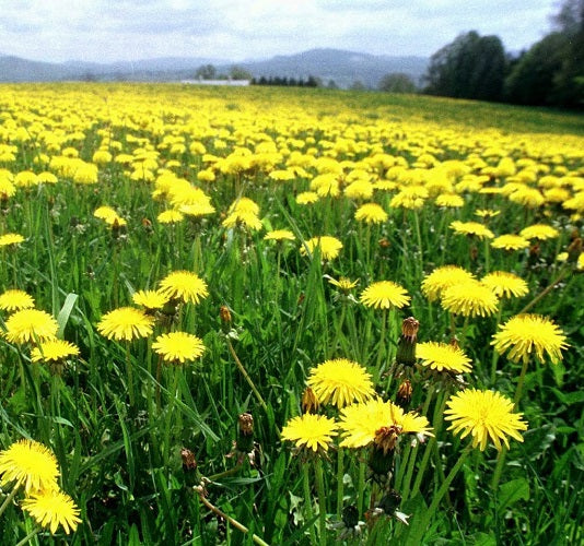 Dandelion honey 500g, Italy