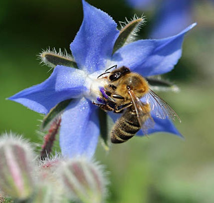 HANTZ Blue Borage Honey